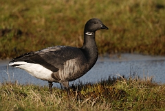 David Plant Photography - Wildlife Photography - Brent goose - A